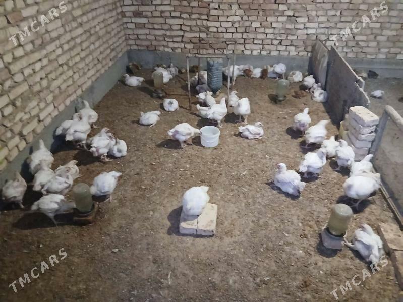 Towuk - Kaka - img 2