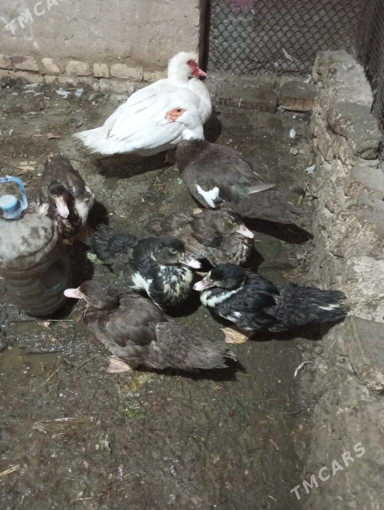 indawutga - Murgap - img 2