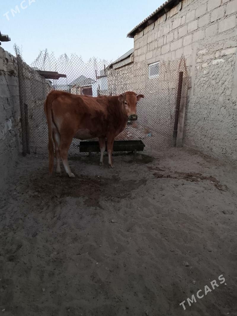 Sygyr - Gumdag - img 2