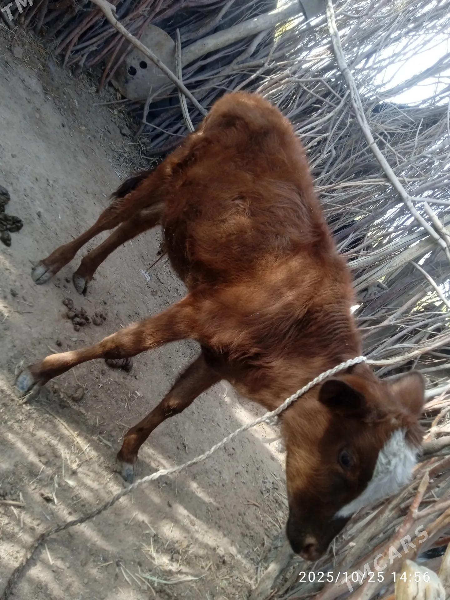 okizce - Бабадайхан - img 1