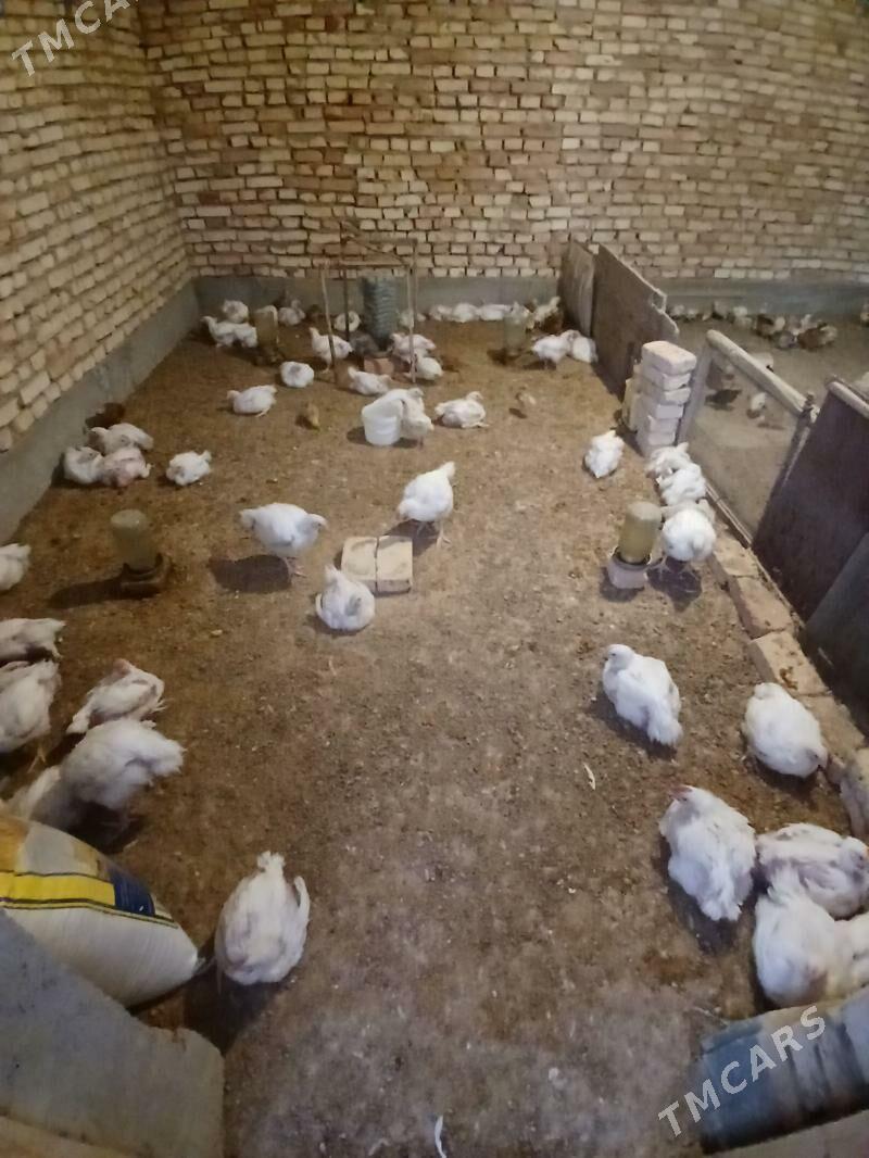 Towuk - Kaka - img 6