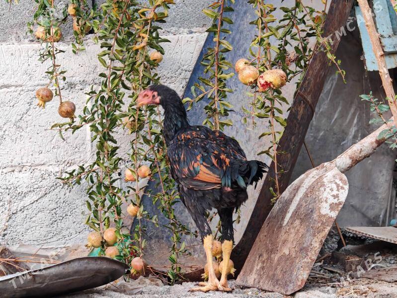 Horaz - Garadamak - img 2