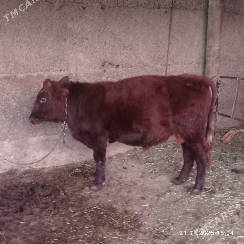 okuz - Gurtly - img 2