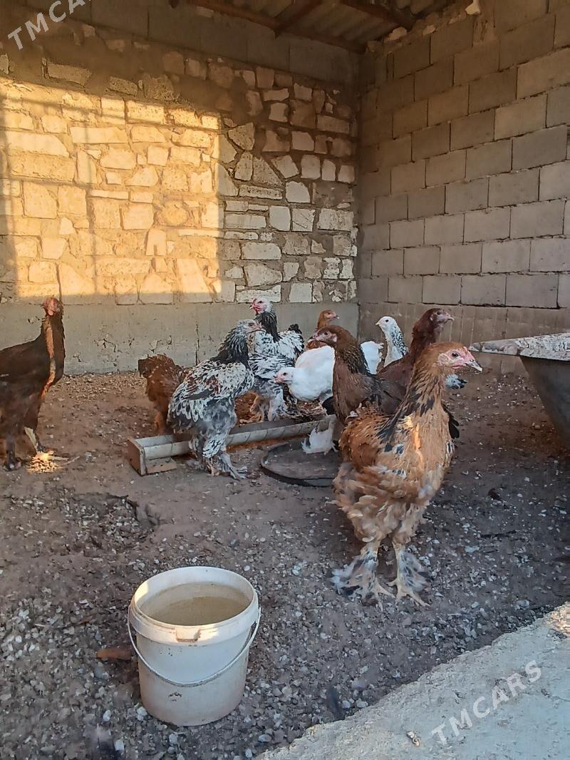 towuk - Balkanabat - img 2