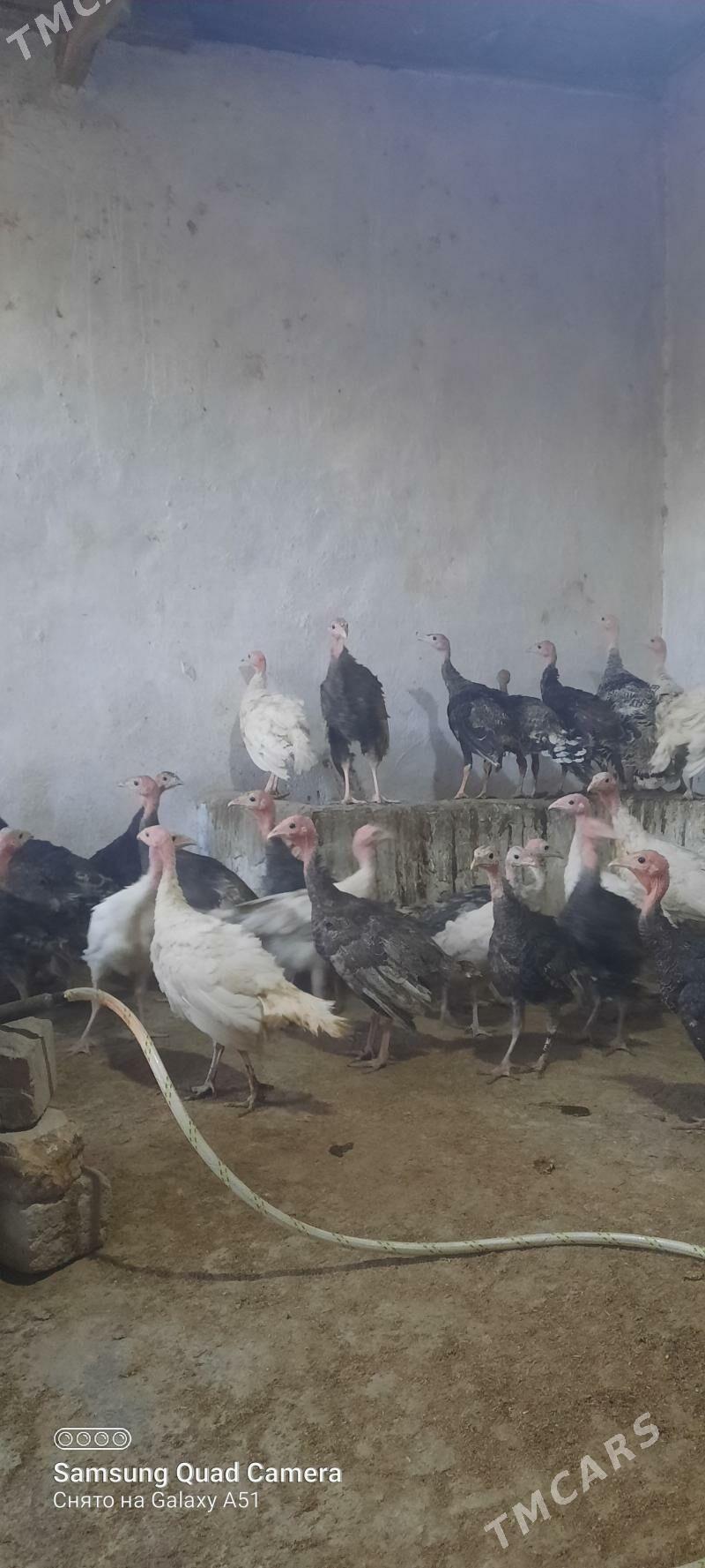 induk jüje - Tejen - img 3