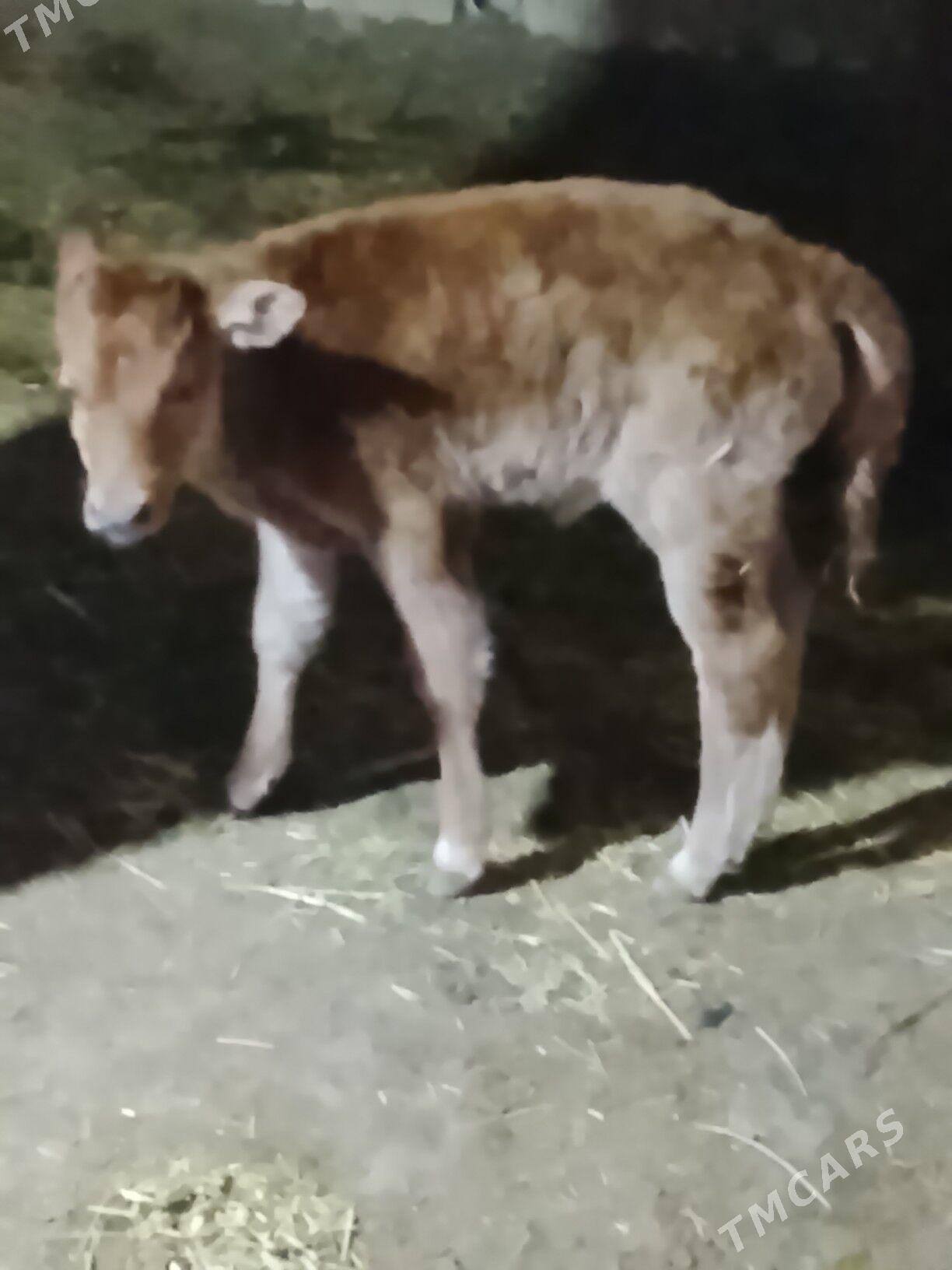 Goleli sygyr - Векильбазар - img 6