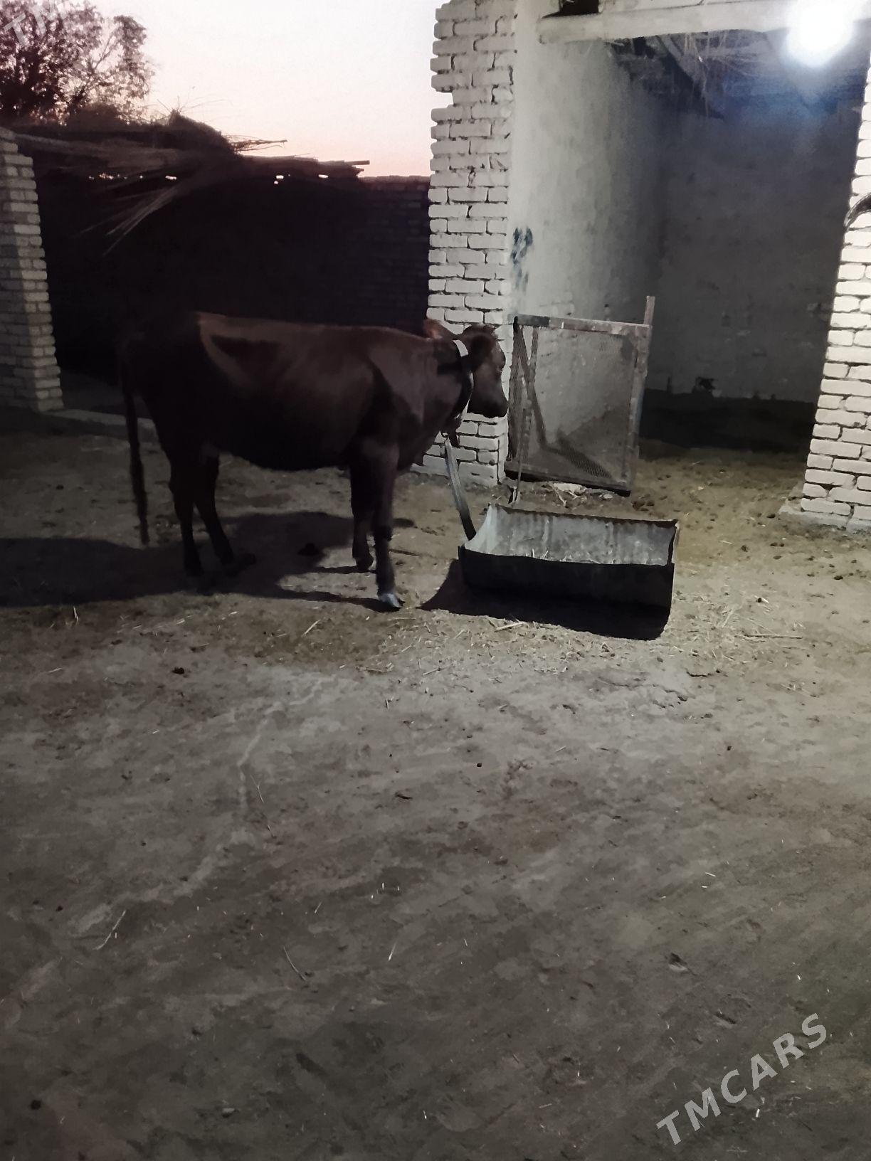 Goleli sygyr - Векильбазар - img 3