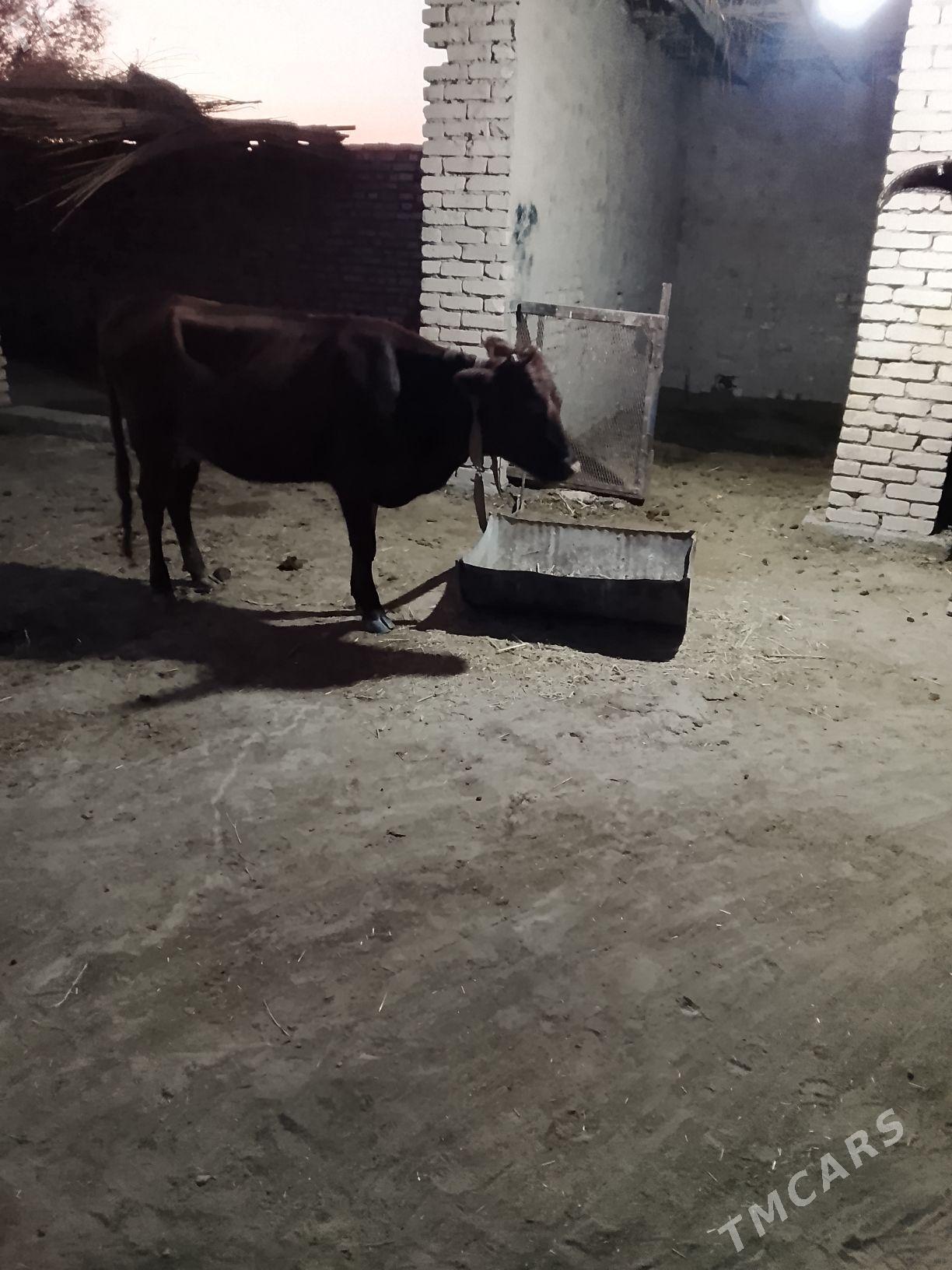 Goleli sygyr - Векильбазар - img 4