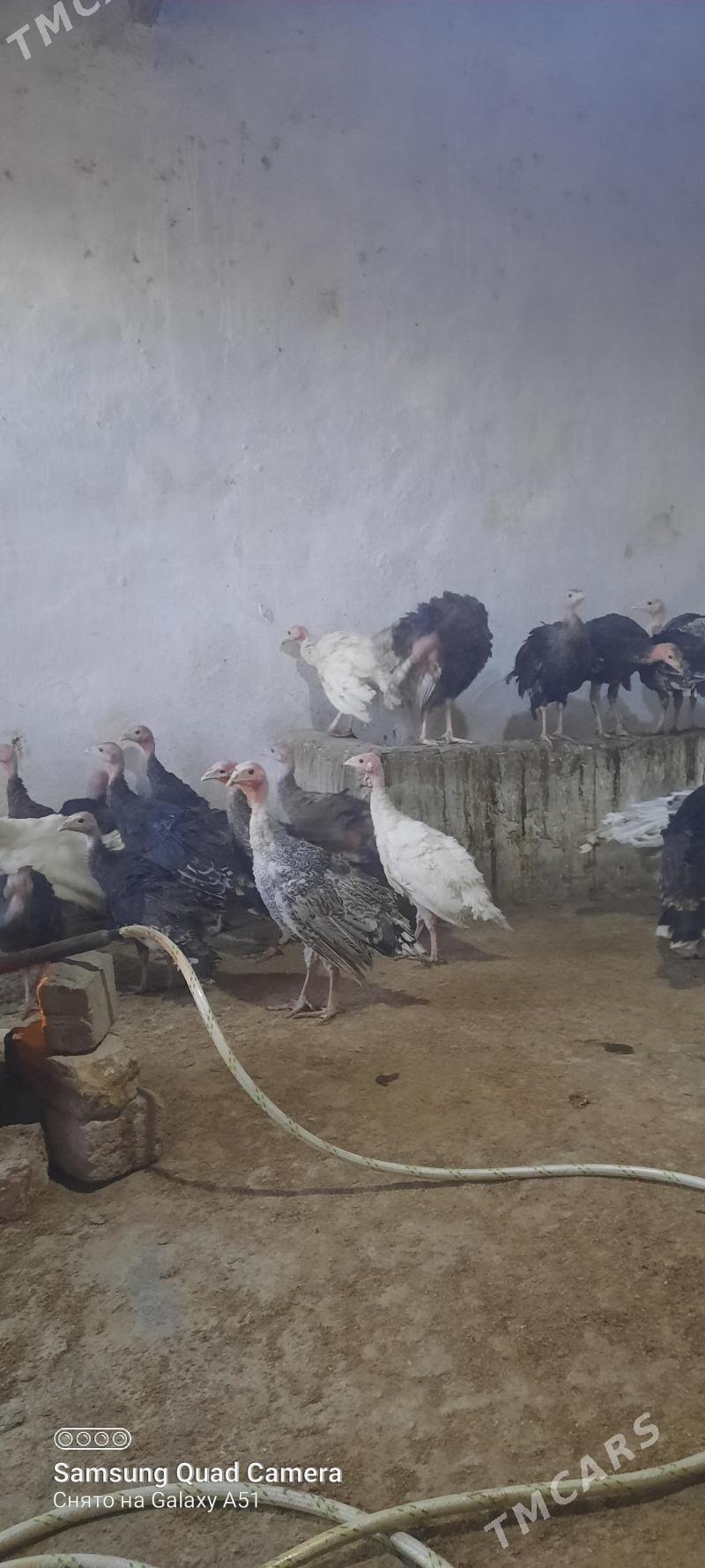 induk jüje - Tejen - img 2