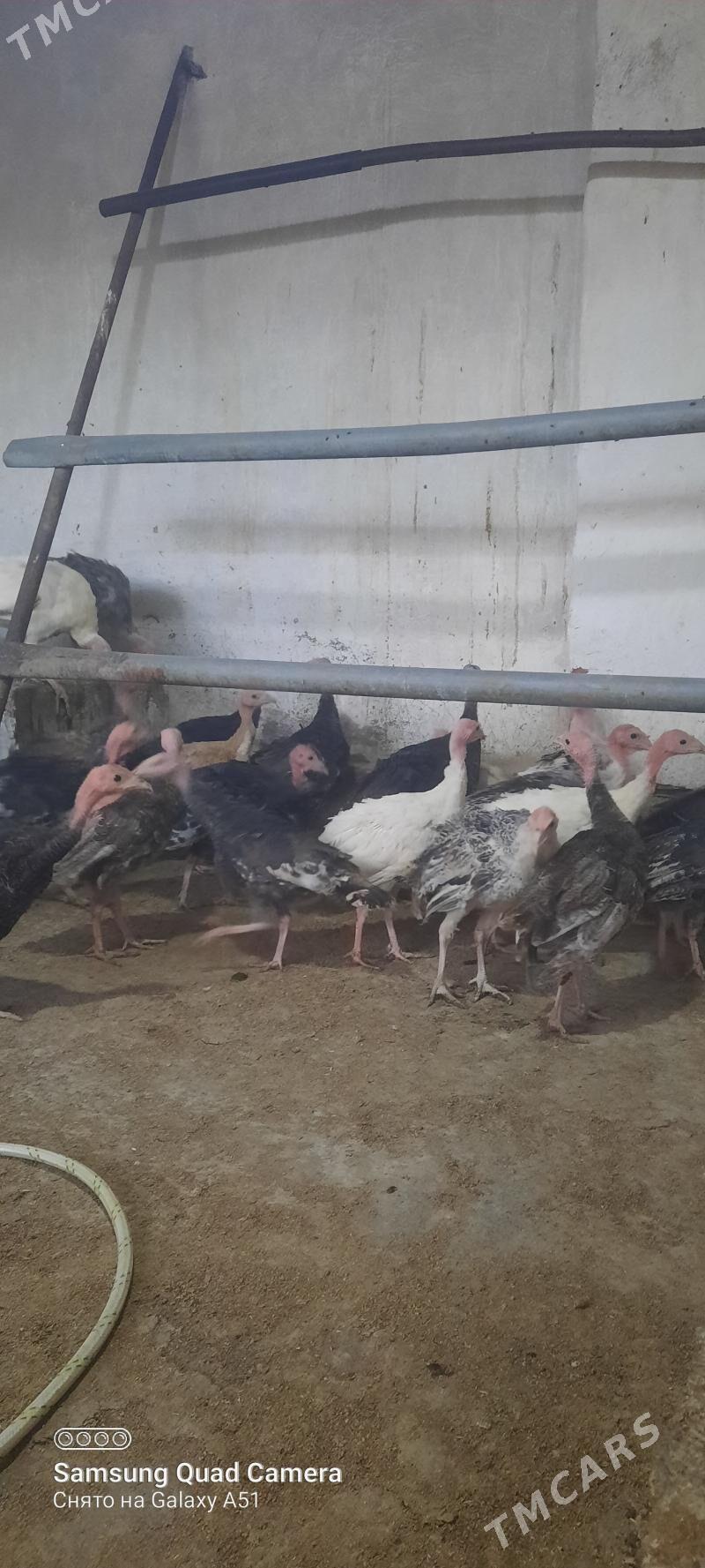 induk jüje - Tejen - img 4