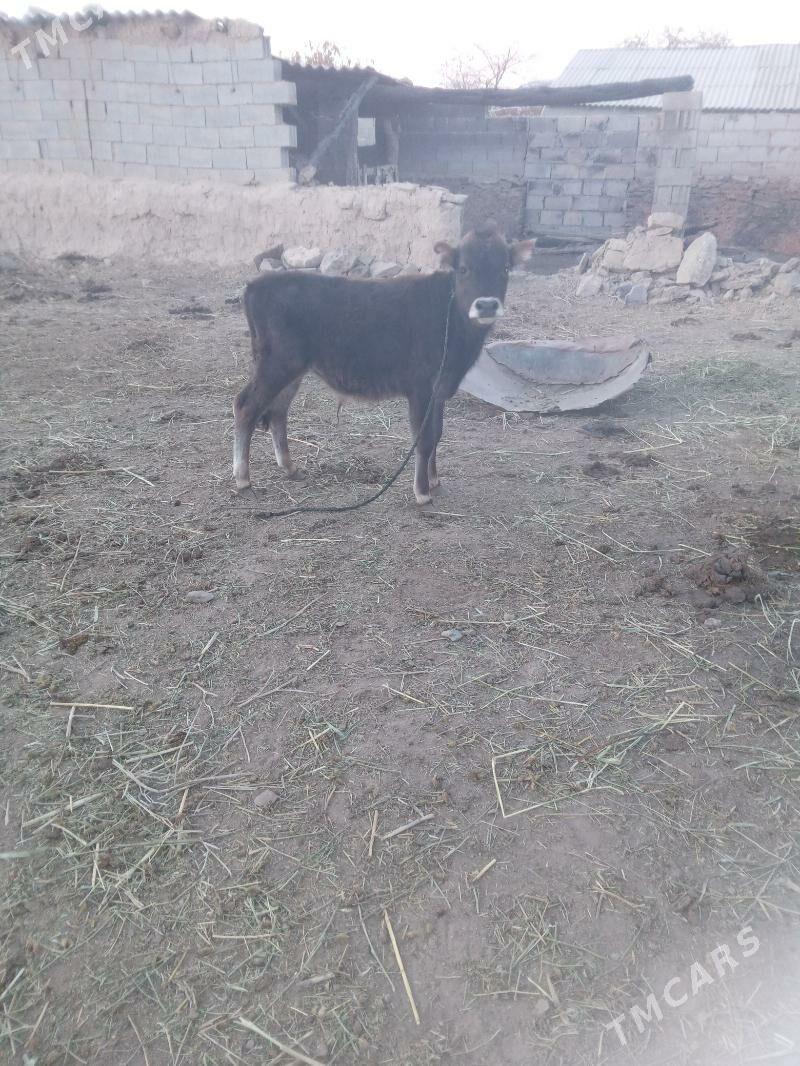 sygyr - Bäherden - img 1