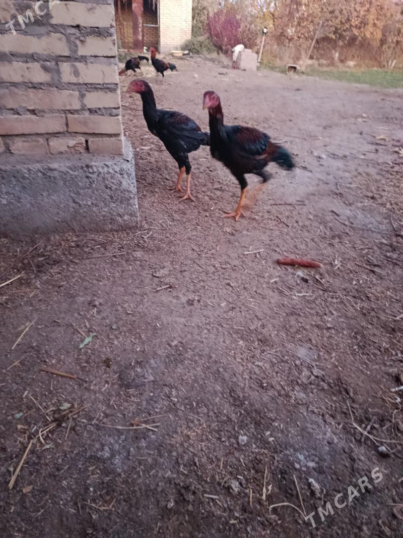 juje - Çärjew - img 2