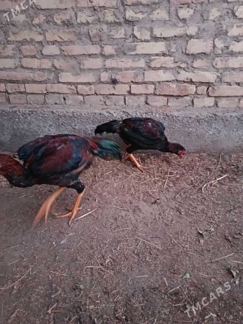 juje - Çärjew - img 3