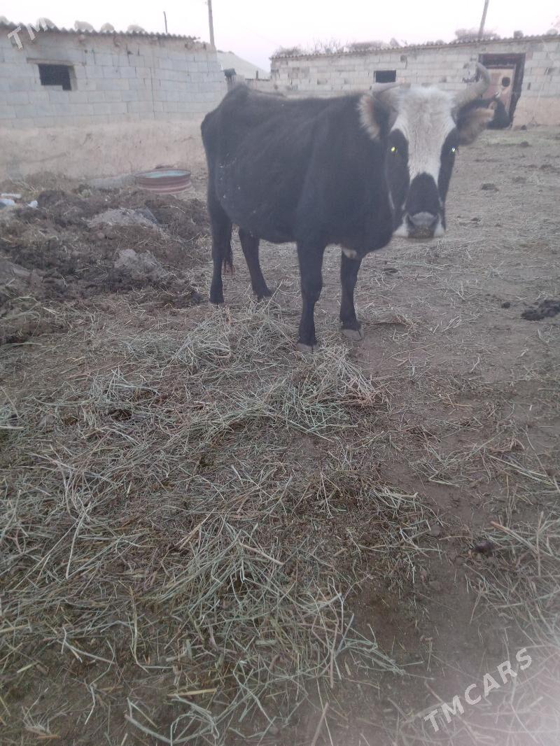 sygyr - Bäherden - img 3