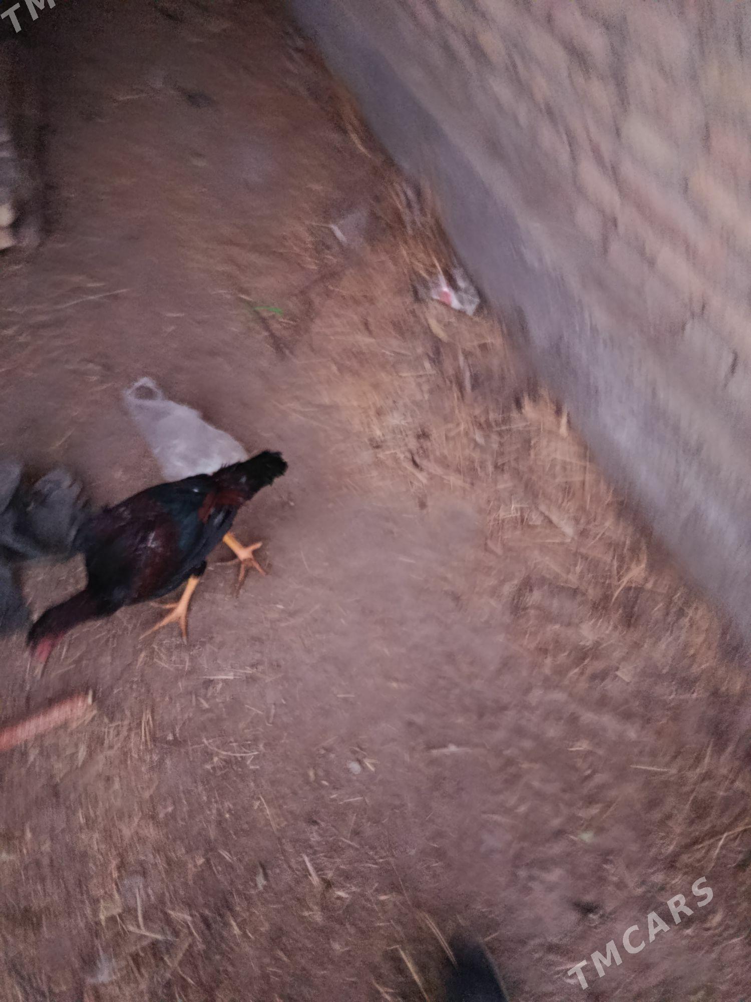 juje - Çärjew - img 4