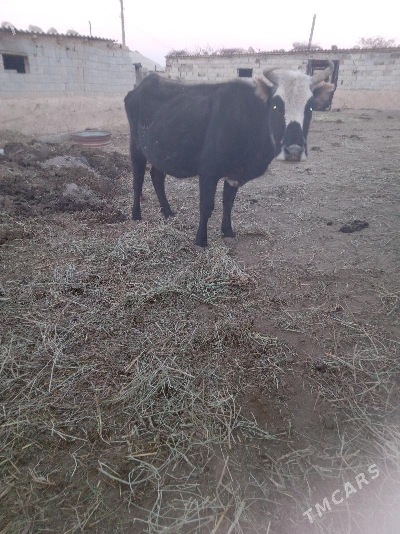 sygyr - Bäherden - img 5