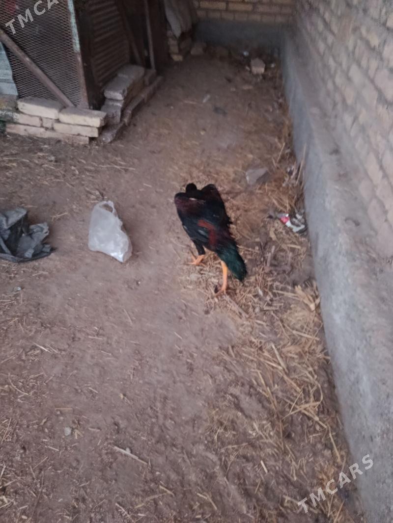 juje - Çärjew - img 5