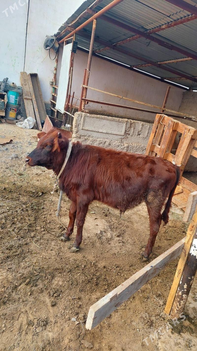 okuz - Gypjak - img 2