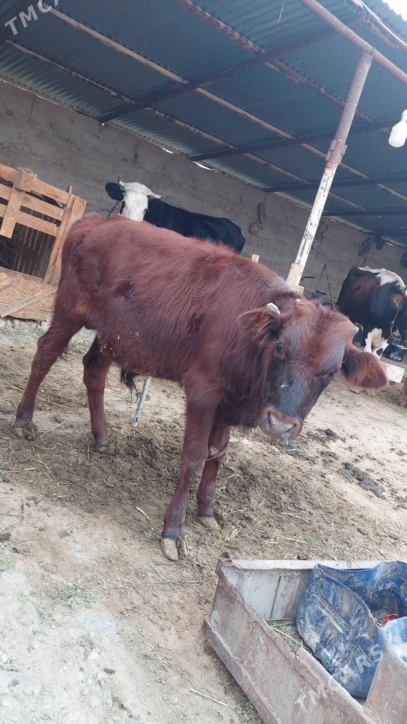 okuz - Gypjak - img 3