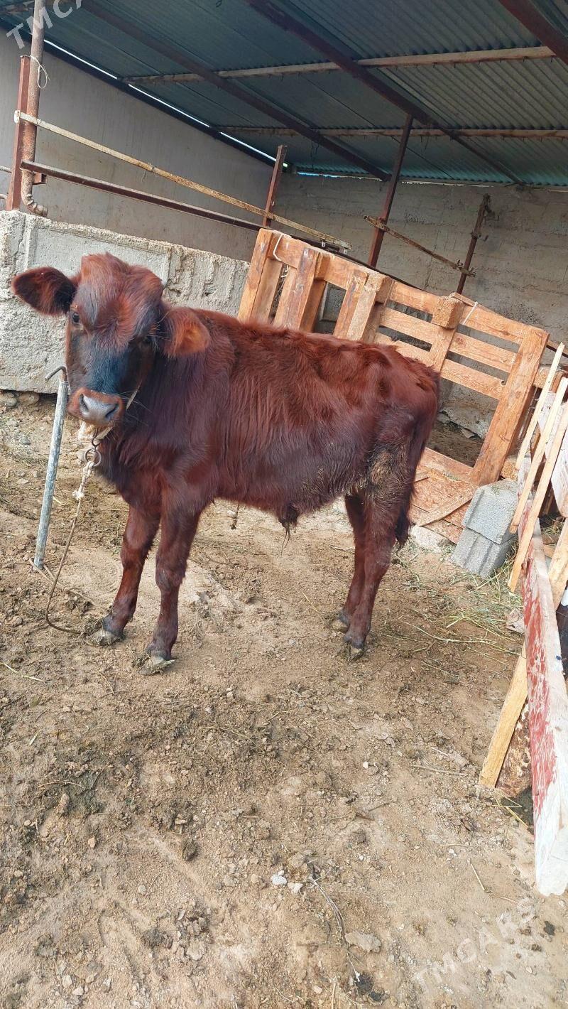 okuz - Gypjak - img 1