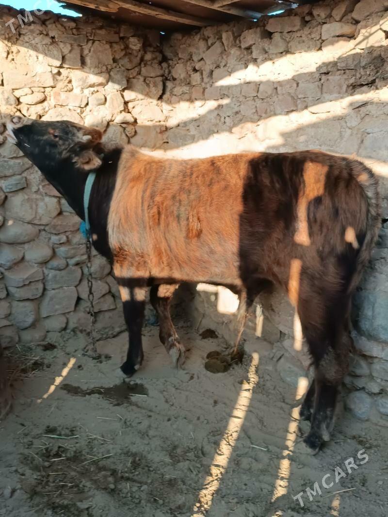 öküz - Гызыларбат - img 5