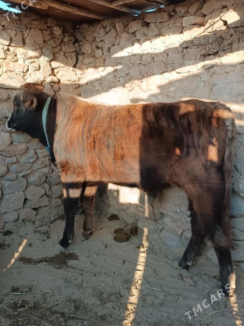 öküz - Гызыларбат - img 4