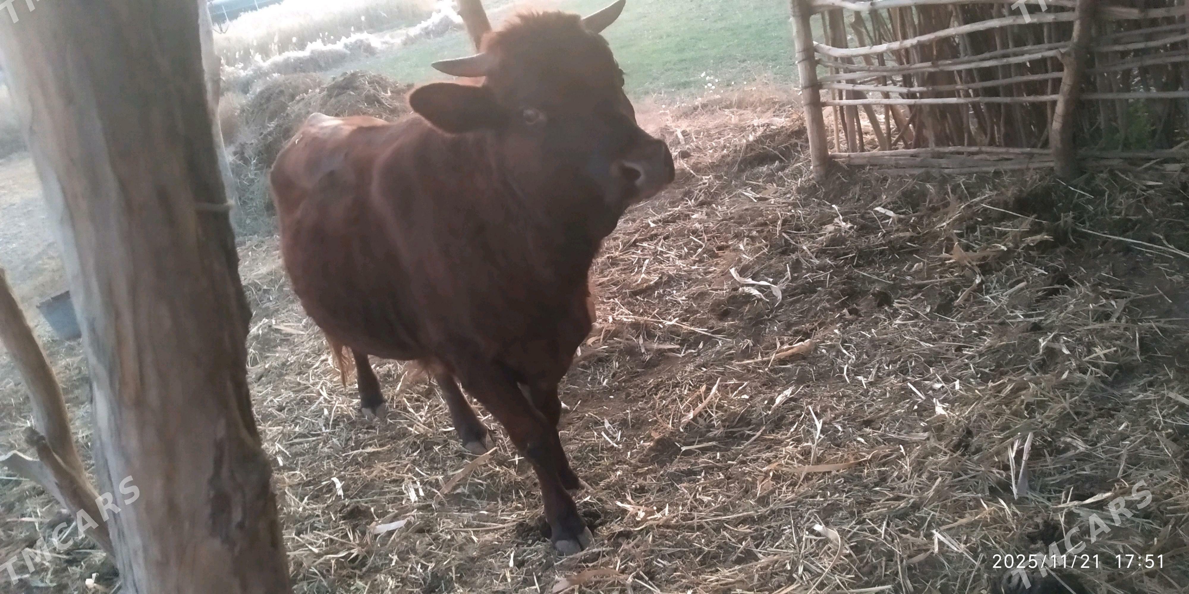 ökuz - Görogly (Tagta) - img 3