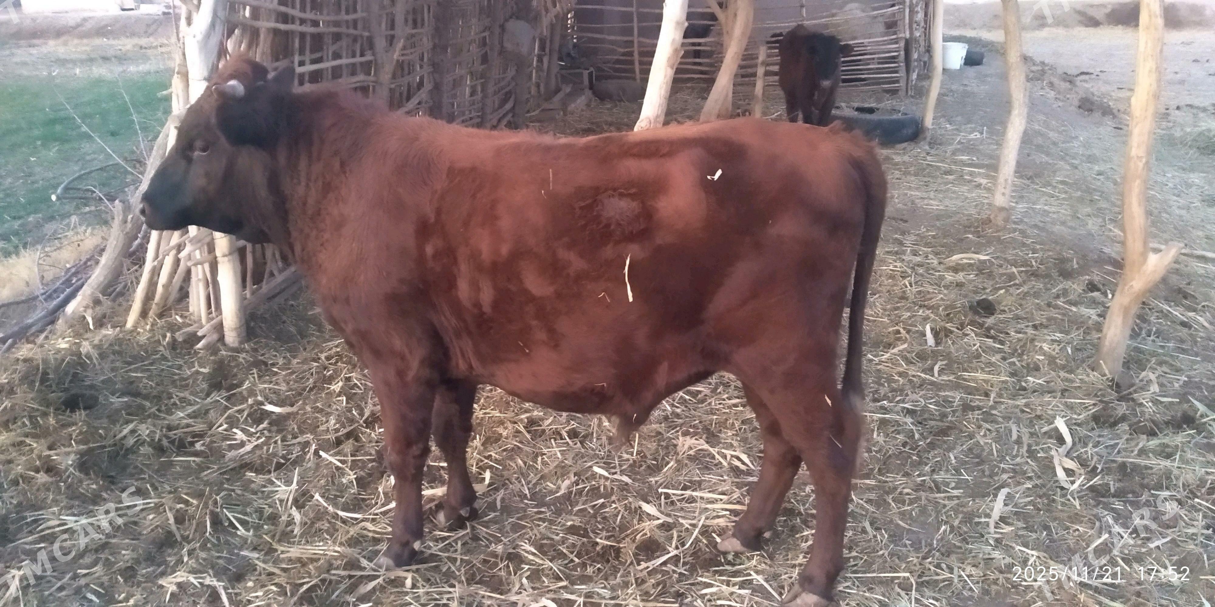 ökuz - Görogly (Tagta) - img 2