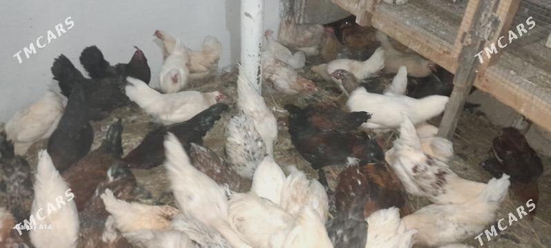 tovuk - Туркменабат - img 2