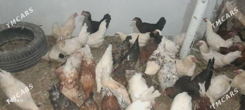 tovuk - Туркменабат - img 1