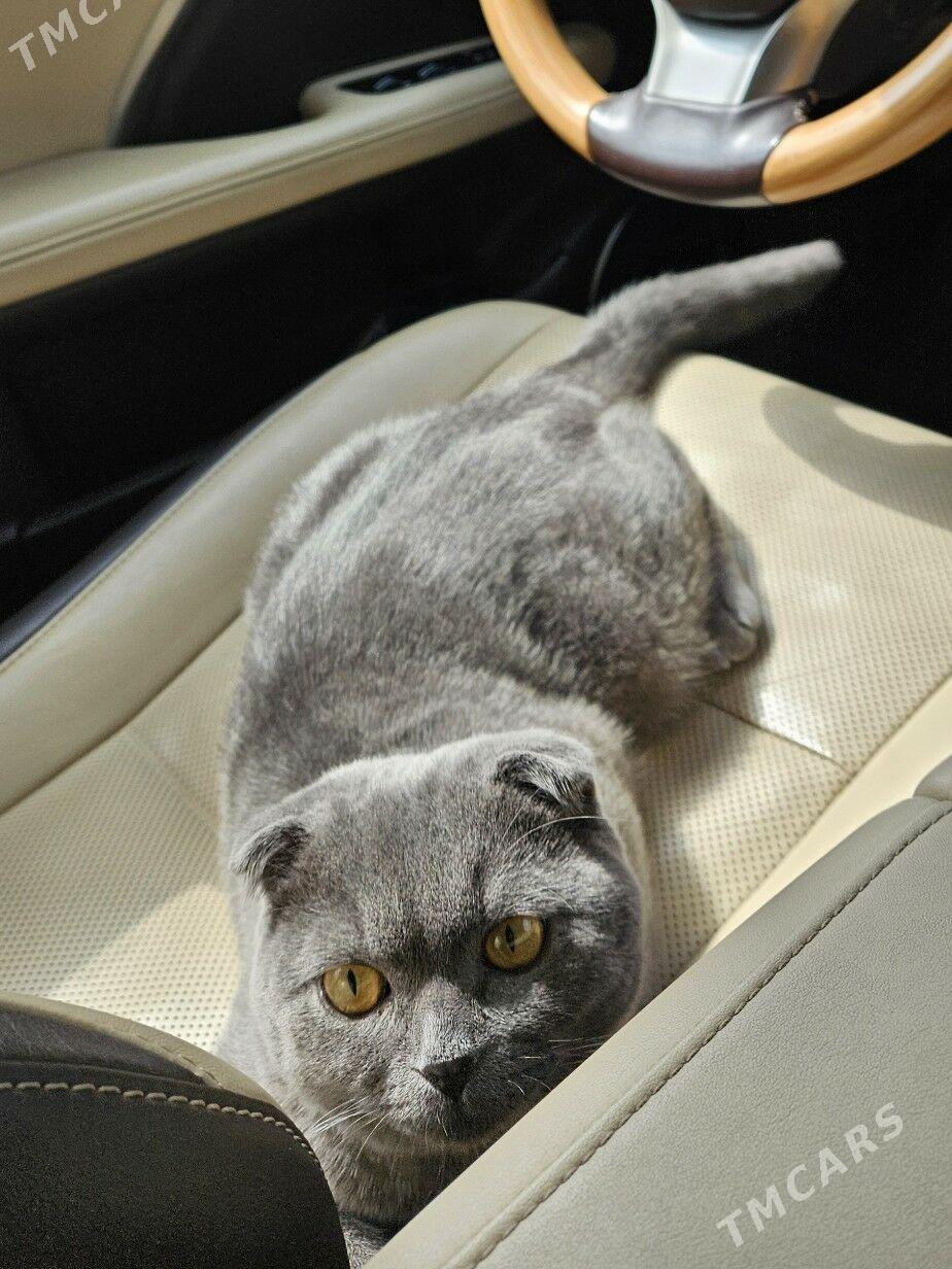 Pişik Şatlanskaya Wislouhaya - ул. Московская (10 йыл абаданчылык ш.) - img 3