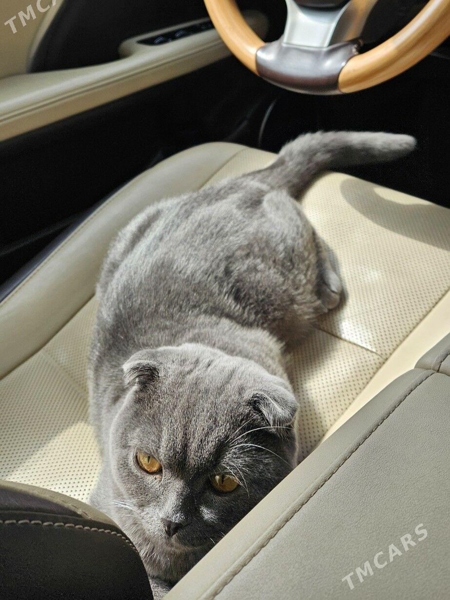 Pişik Şatlanskaya Wislouhaya - ул. Московская (10 йыл абаданчылык ш.) - img 2