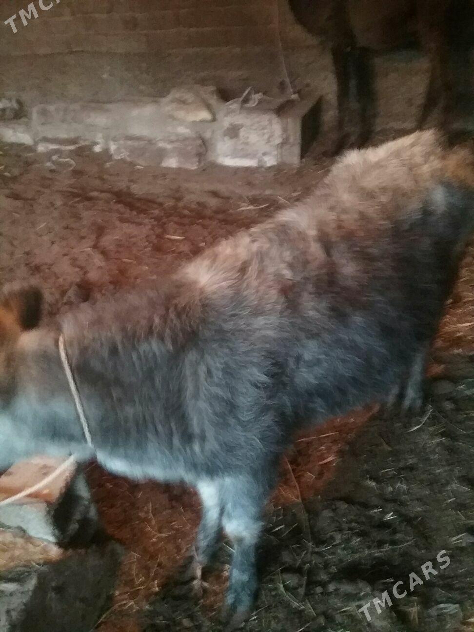 tuve - Ak bugdaý etraby - img 1