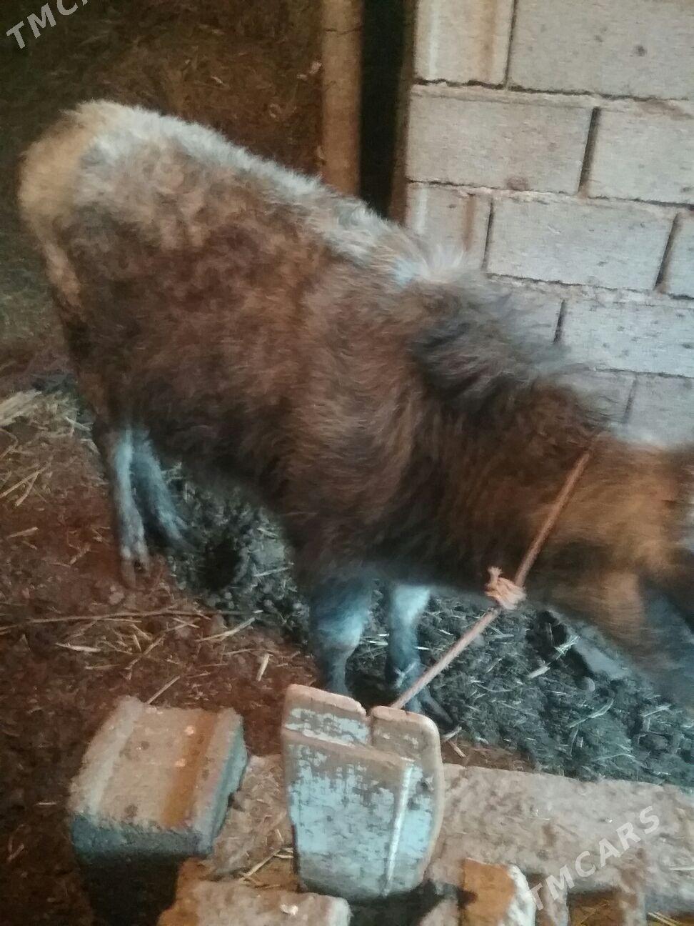 tuve - Ak bugdaý etraby - img 3