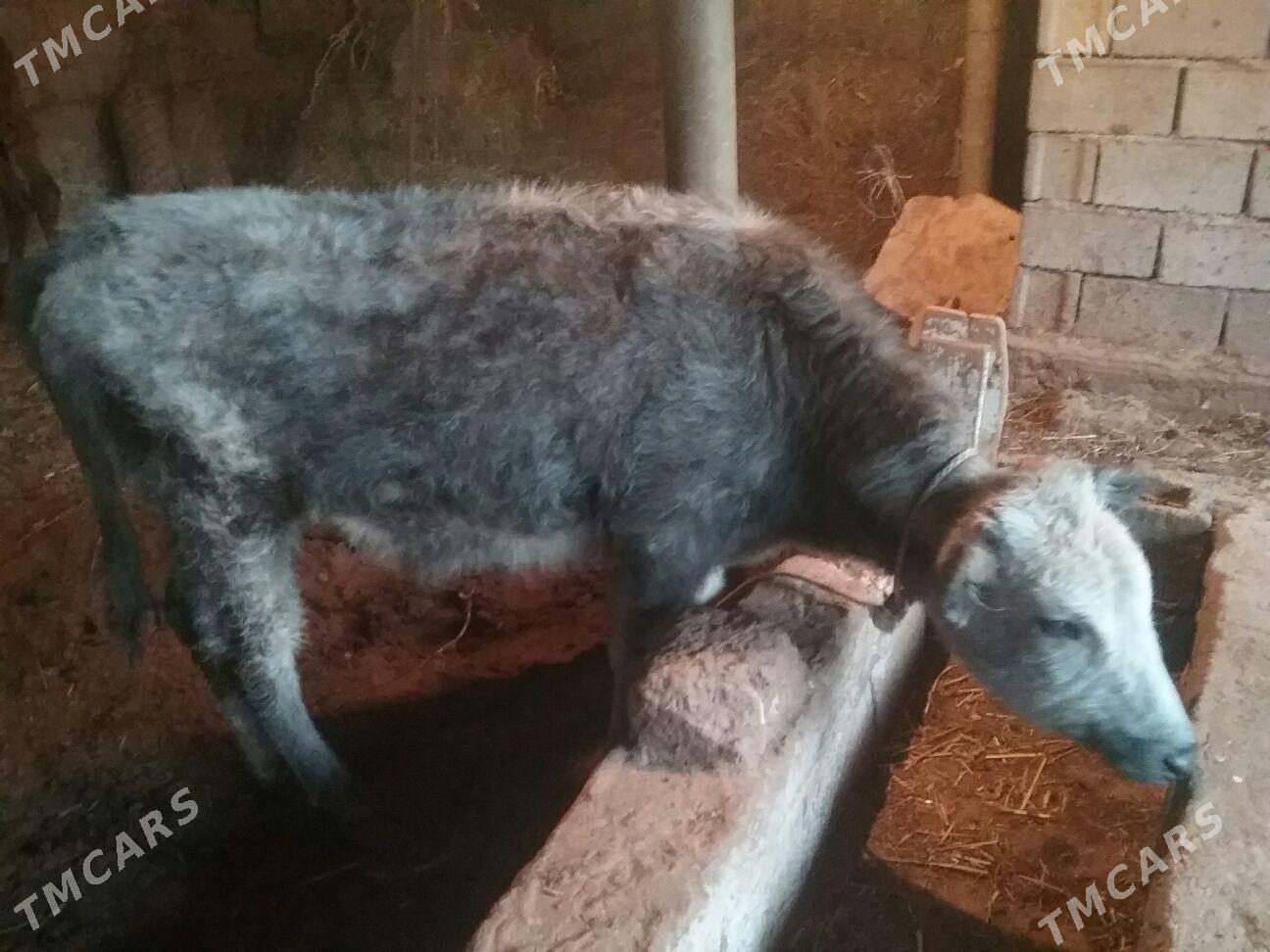 tuve - Ak bugdaý etraby - img 2