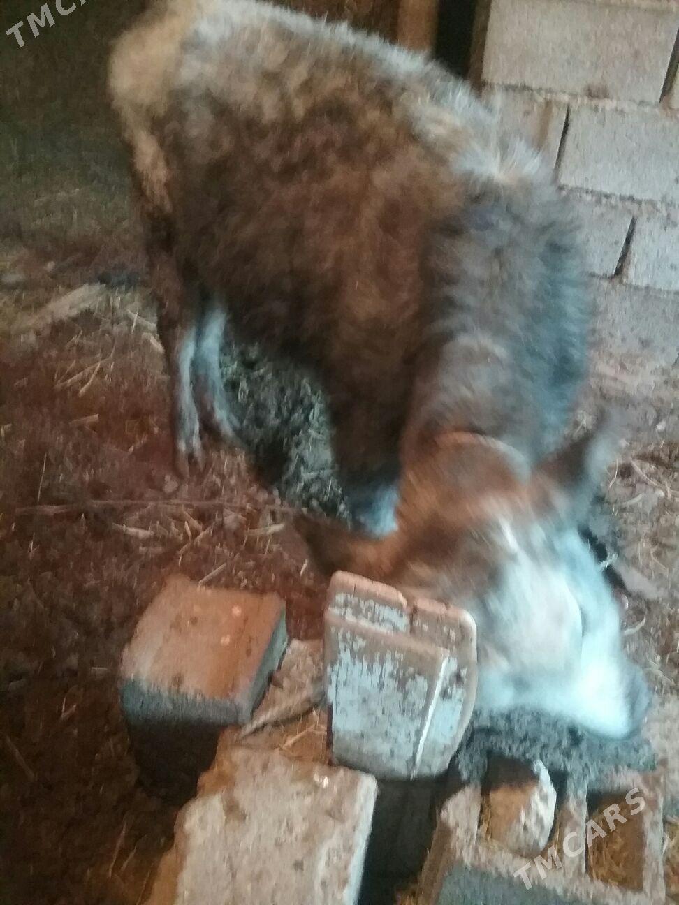 tuve - Ak bugdaý etraby - img 4