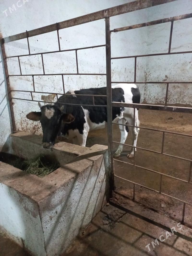 Tüwe golişteÿin - Herrikgala - img 1