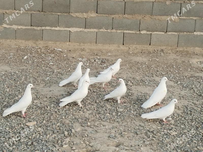 kepderi - Гызыларбат - img 2