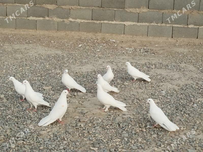 kepderi - Гызыларбат - img 4