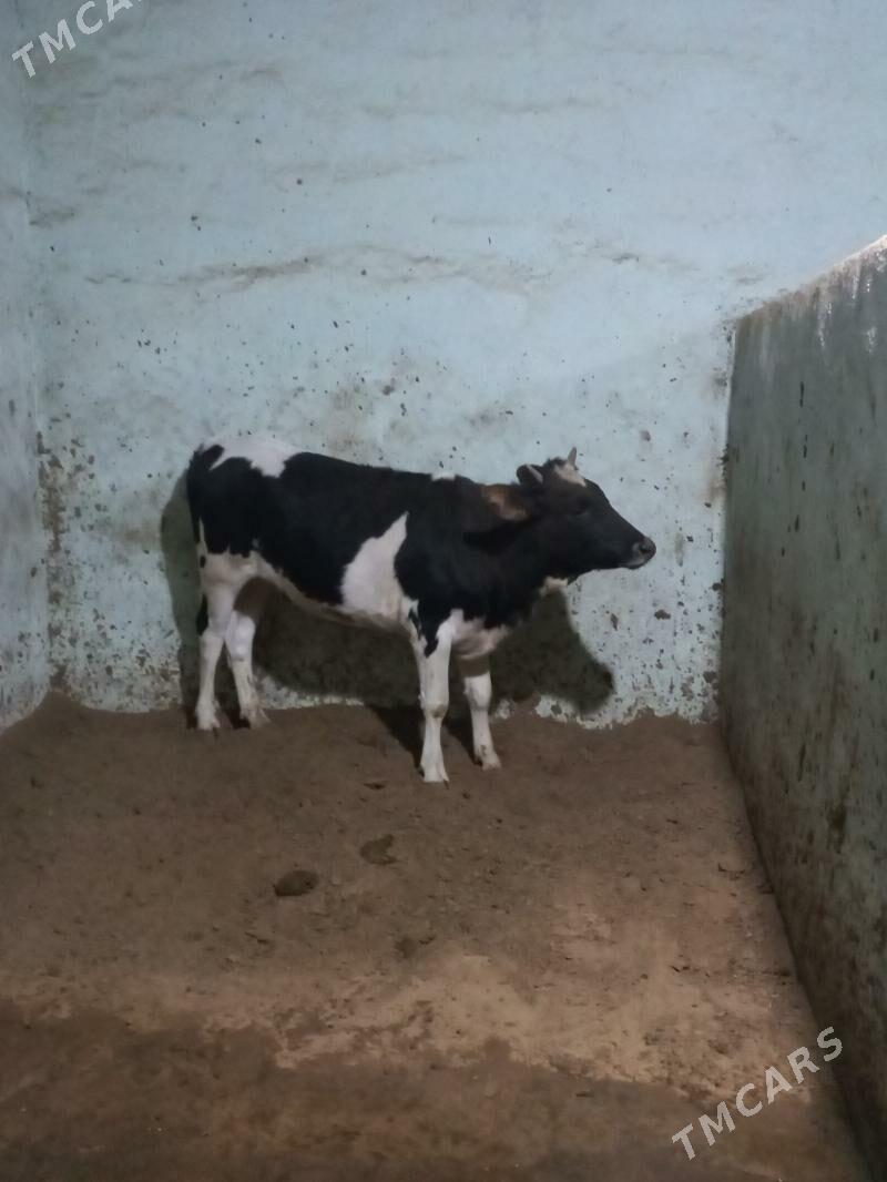 Tüwe golişteÿin - Herrikgala - img 2