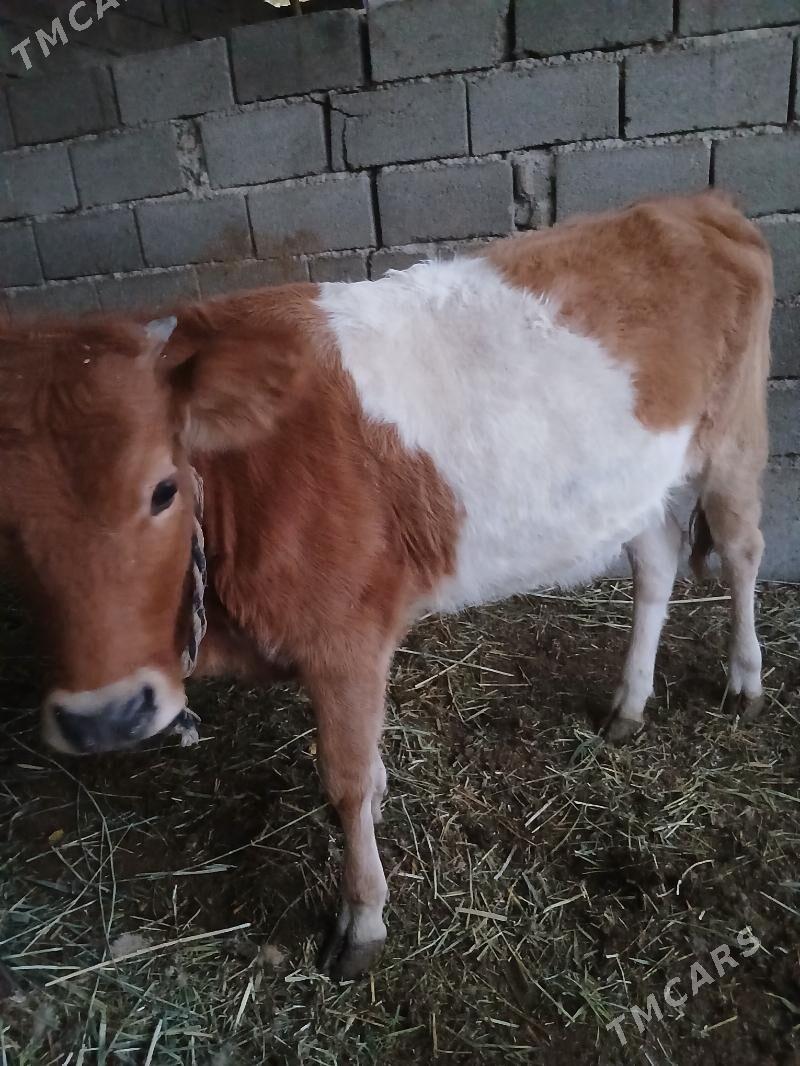 tüwe - Gökdepe - img 1