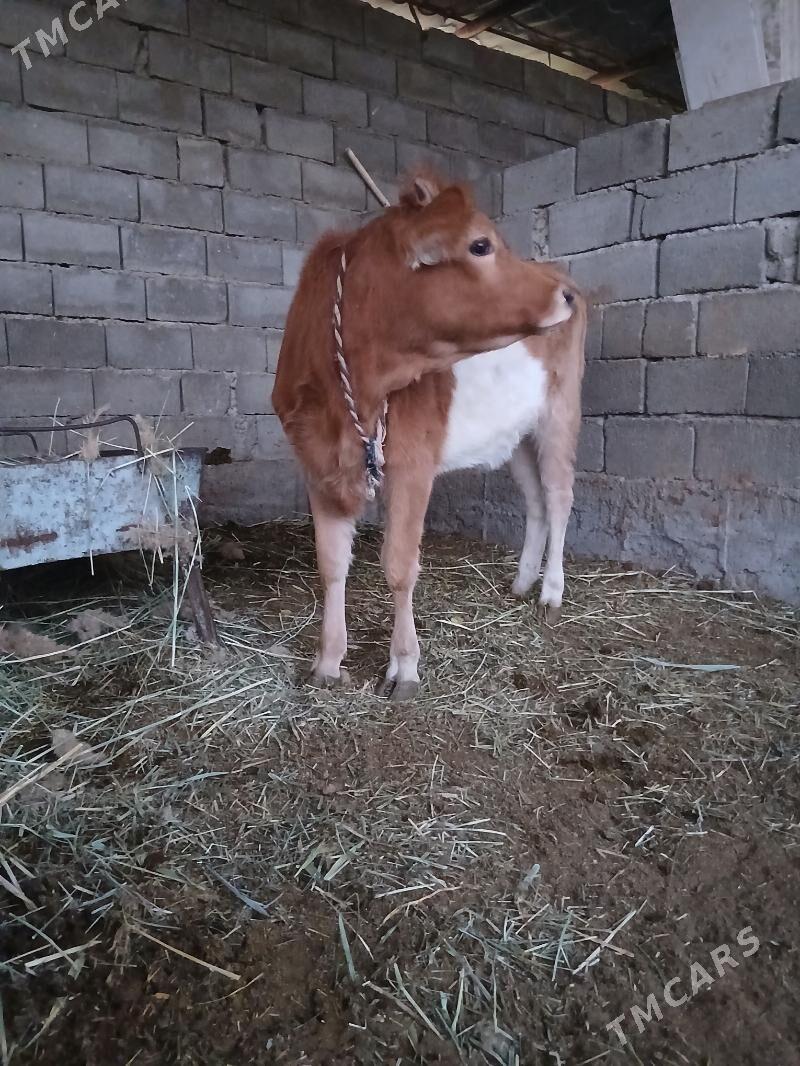 tüwe - Gökdepe - img 5