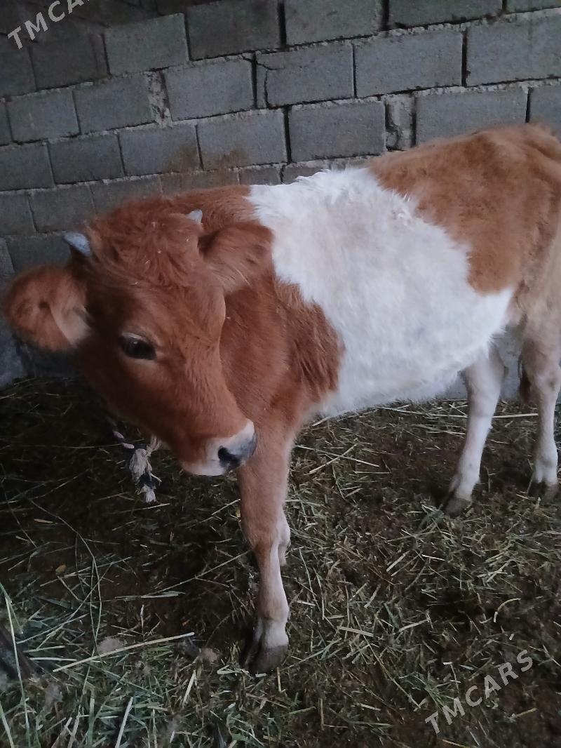 tüwe - Gökdepe - img 3