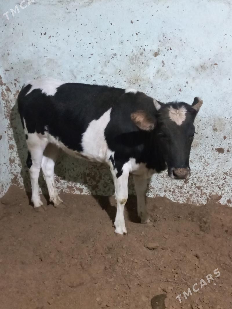 Tüwe golişteÿin - Herrikgala - img 3