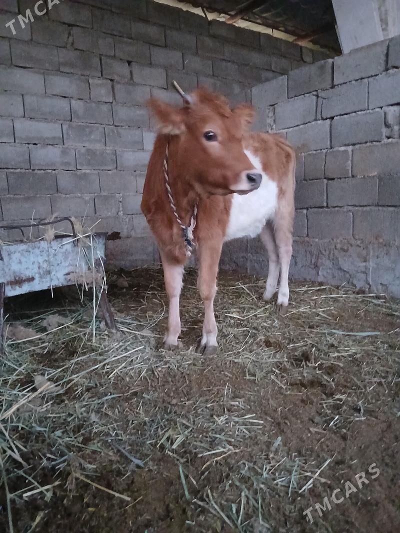 tüwe - Gökdepe - img 4