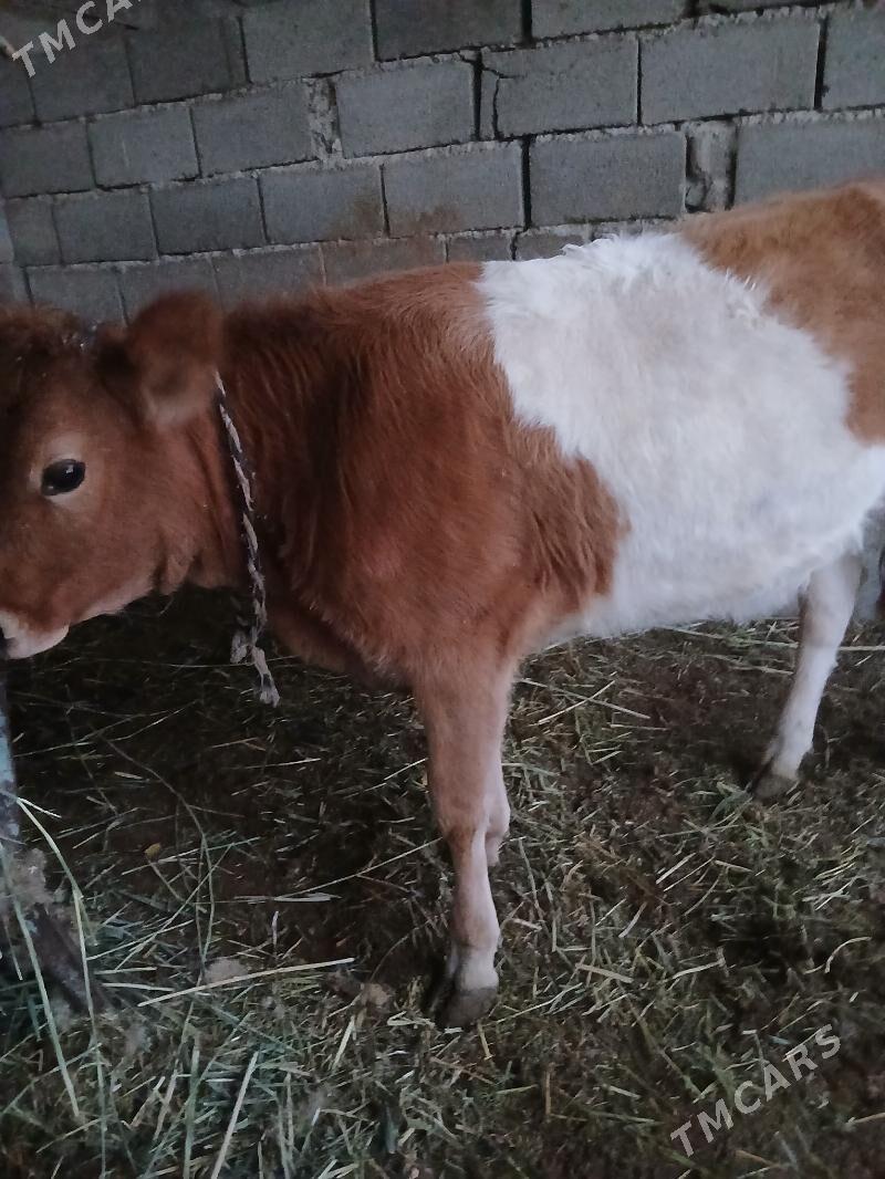 tüwe - Gökdepe - img 2