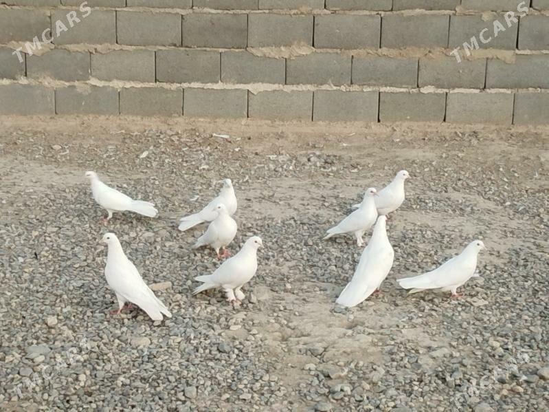 kepderi - Гызыларбат - img 3