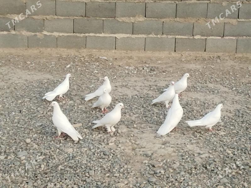 kepderi - Гызыларбат - img 5