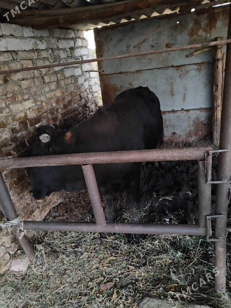 okuzokuz - Aşgabat - img 1