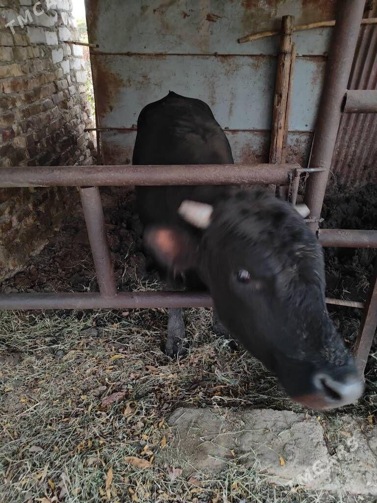 okuzokuz - Aşgabat - img 2